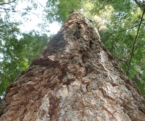 Standing Old-growth